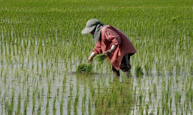 Global Rice Production Still Set for Record, Despite USDA Downgrade
