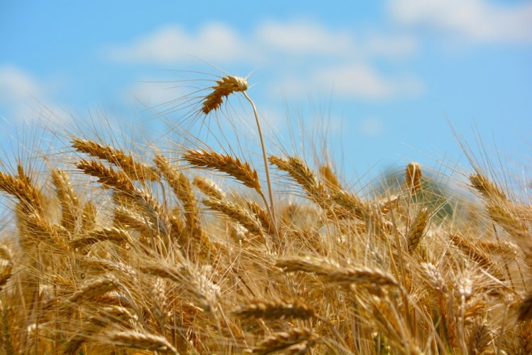 The Paradox of Wheat: Record Production, Yet Rising Concerns