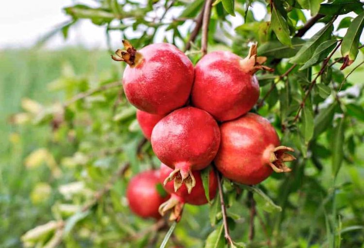 First consignment of Indian Pomegranates from Mumbai to Melbourne