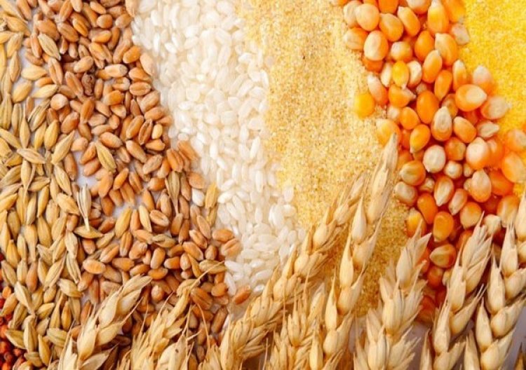 FAO trimmed forecast for global cereal production, cereal trade likely to contract in 2024-25