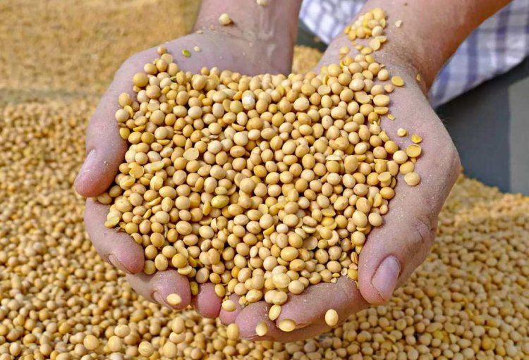 Centre approves soyabean procurement at MSP in Madhya Pradesh