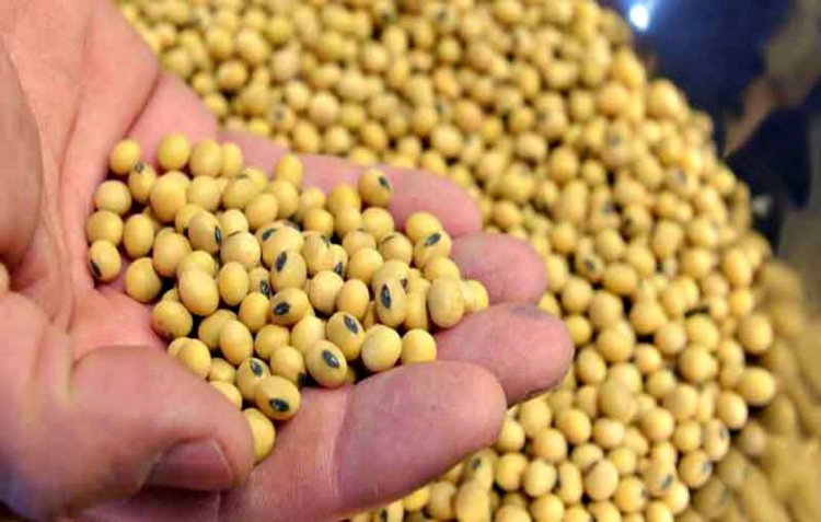 Soybean procurement in Madhya Pradesh to begin from October 25