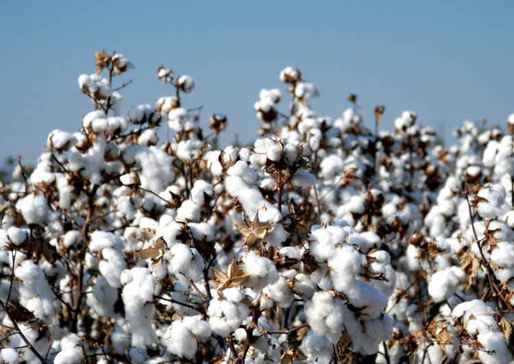 Next generation GM seed: Case for transformation of Indian cotton sector and textile economy