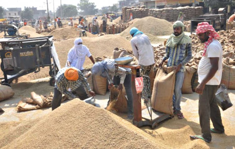 Basmati paddy prices surge by 23 percent as MEP is removed