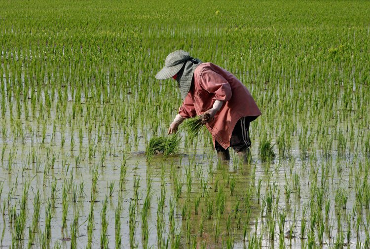 Global Rice Production Still Set for Record, Despite USDA Downgrade