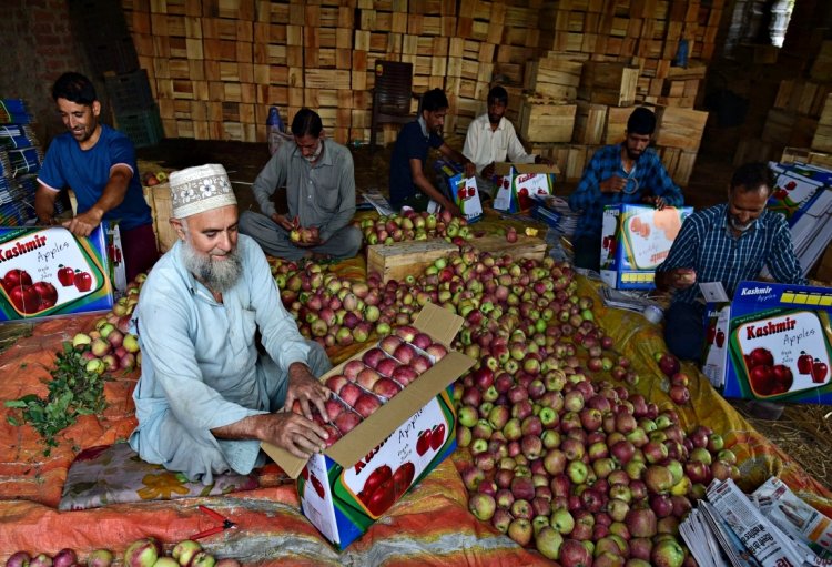 J&K Apple Growers Struggle Amid Neglect, Call for Government Action as Final Phase of Voting Nears