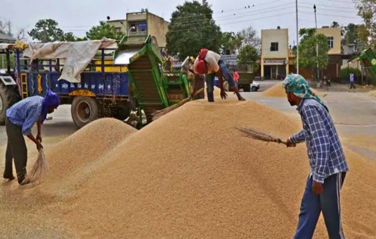 Punjab to procure 185 lakh tonnes of paddy, two thousand  centers established