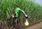 Why Farmers Are Turning Against India’s Ethanol Expansion?
