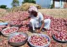 Onion Prices Crash Below Cost Amid Export Disruptions; Farmers Seek Subsidy Boost, Govt Support