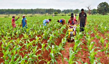 Sustainability key to agriculture's future in India: FICCI-PwC Report