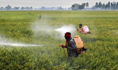 Crystal Crop Protection launches herbicide for wheat crop