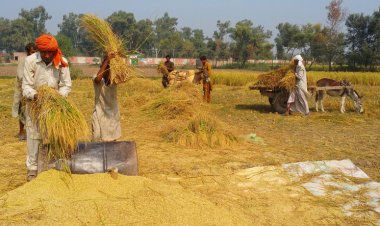 Record area leads to record rice production in India: USDA