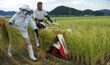 Japan Faces Rice Crisis as It Restricted Production to Maintain High Prices