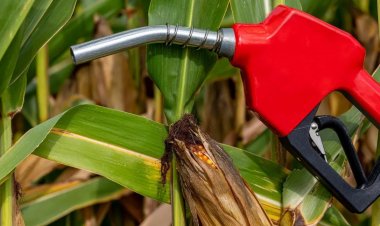 Ethanol Blending in Petrol Surpasses 18%, with Nearly Equal Contributions from Sugarcane and Grains