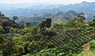 Amid climate change, agroforestry emerges as a sustainable solution for food and nutritional security