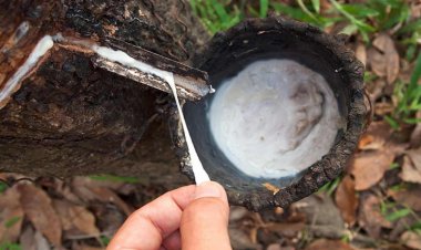 Tyre cartel manipulating natural rubber prices: AIKS