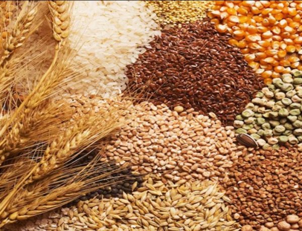 COCERAL Forecasts Lower EU Grain Harvest in 2026; Wheat Output Seen Declining, Corn Production Set to Recover