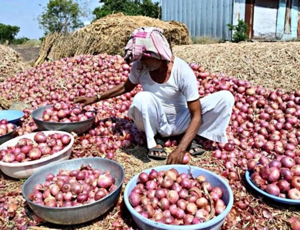 Onion Prices Crash Below Cost Amid Export Disruptions; Farmers Seek Subsidy Boost, Govt Support