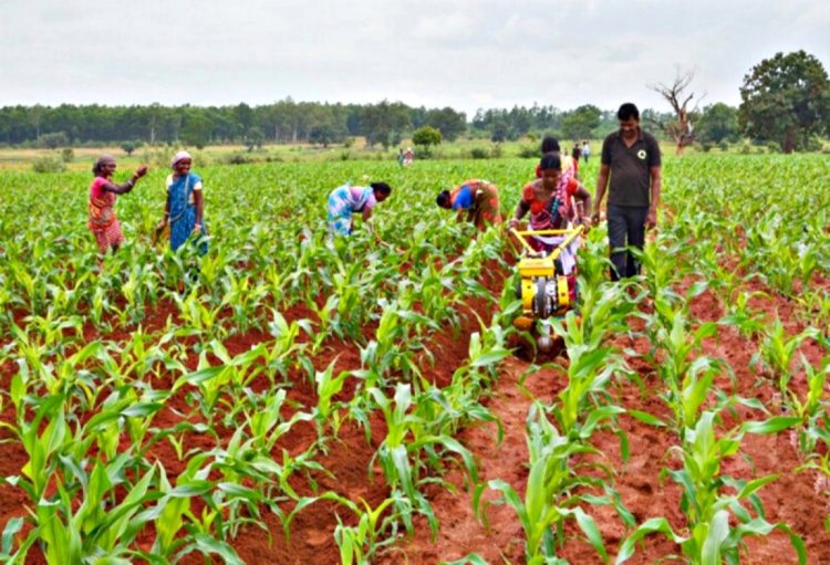 Sustainability key to agriculture's future in India: FICCI-PwC Report