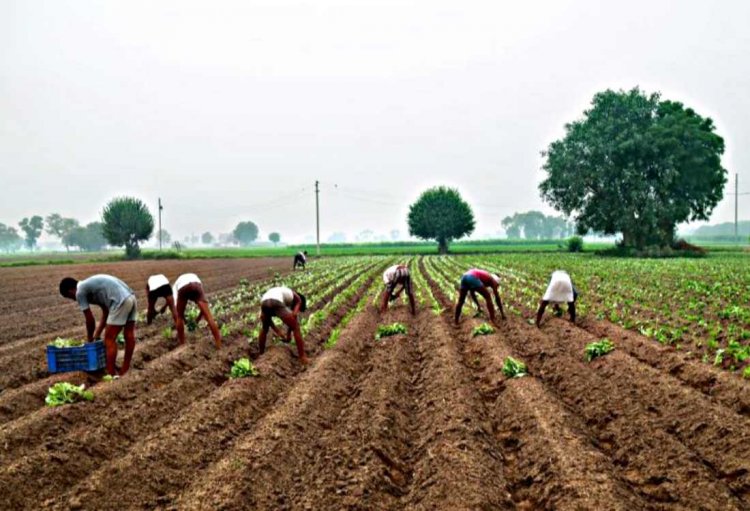 Average landholdings decline despite rise in rural income: NABARD Survey