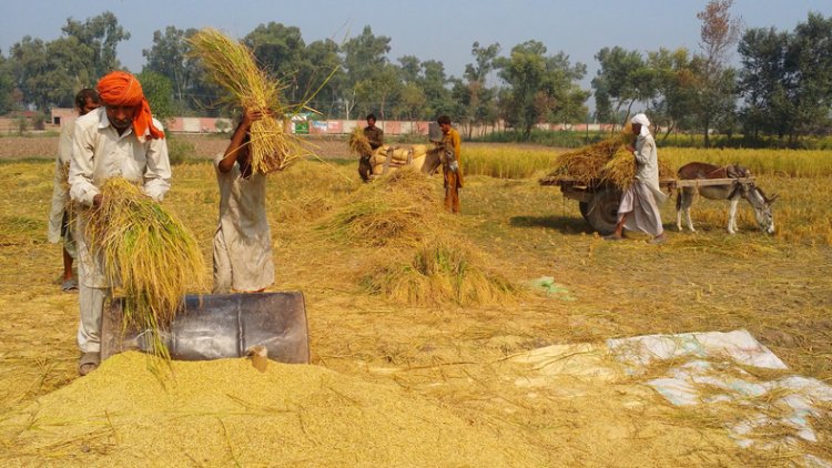 Record area leads to record rice production in India: USDA