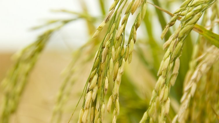 Bayer, GenZero, Shell, and Mitsubishi join forces to promote sustainable rice farming in India