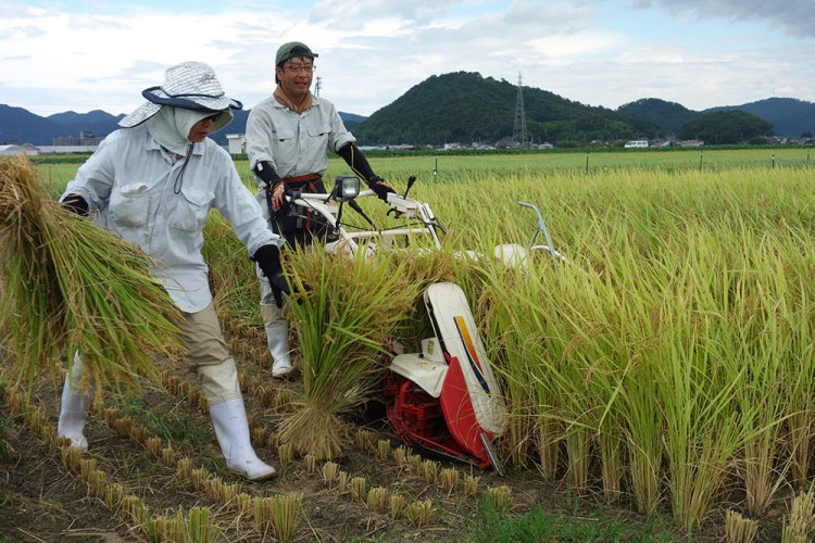 Japan Faces Rice Crisis as It Restricted Production to Maintain High Prices