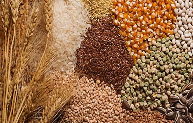 Government sets foodgrain production target at 341.55 million tonnes for 2024-25