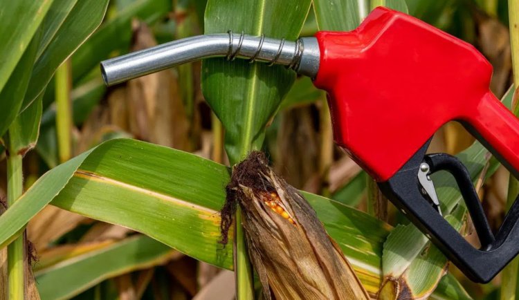 Ethanol Blending in Petrol Surpasses 18%, with Nearly Equal Contributions from Sugarcane and Grains