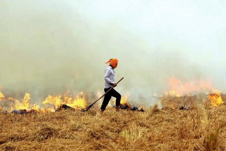 Crop Burning Cases are More in Uttar Pradesh than Haryana, Cases Lower in Punjab Also