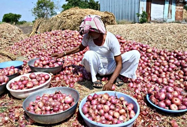 Heavy rains damages onion crops, delayed harvest pushes prices up