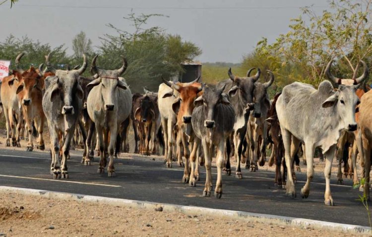 Government launches 21st livestock census