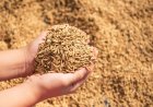 Paddy Procurement Target for Kharif 2026-27 Set at 708.64 LMT, Lowest in Six Years