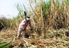 Cane Yield Decline Deepens Sugar Economy Crisis; ISMA Seeks Fast-Track Approval for New Variety