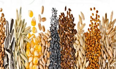 Govt e-Marketplace launches 170 new seed categories to enhance access for farmers
