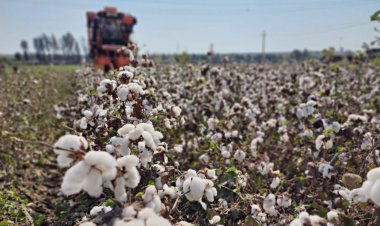 High-density planting system for cotton farming in Maharashtra boots productivity