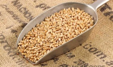 Record production fails to curb wheat prices, raising import possibility