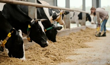 UPL partners with CH4 Global to launch methane-reducing cattle feed supplement