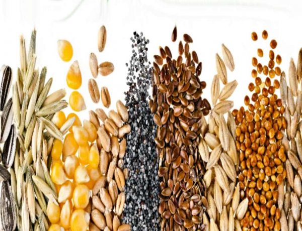 Seed Industry Urges Stronger Focus on Agrobiodiversity to Safeguard Food Security