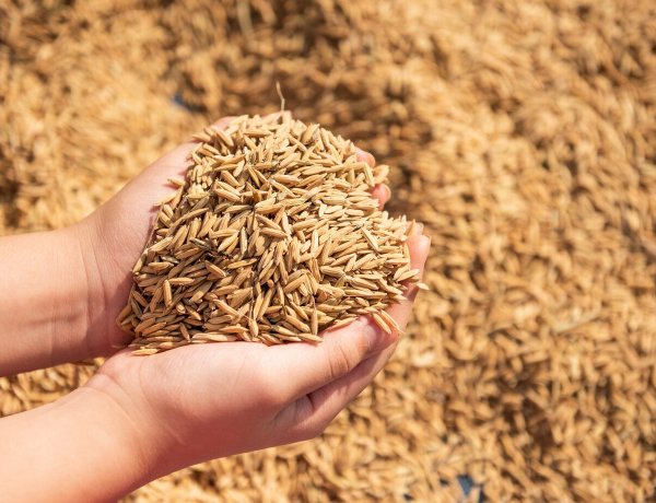 Paddy Procurement Target for Kharif 2026-27 Set at 708.64 LMT, Lowest in Six Years