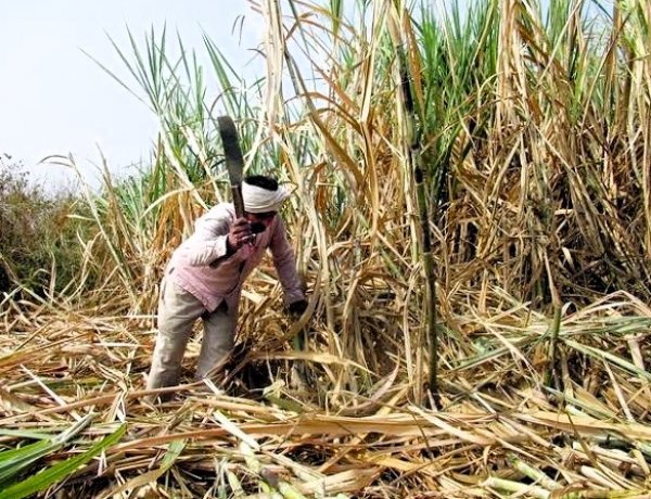 Cane Yield Decline Deepens Sugar Economy Crisis; ISMA Seeks Fast-Track Approval for New Variety