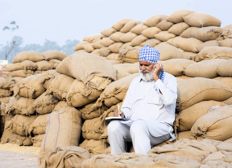 Punjab paddy procurement in full swing, 50% harvesting completed