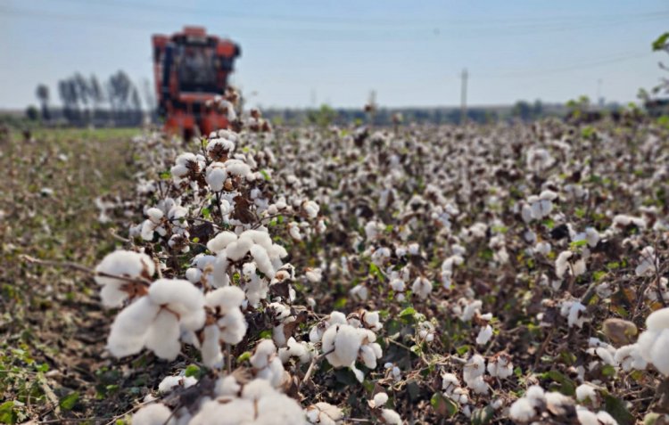 High-density planting system for cotton farming in Maharashtra boots productivity