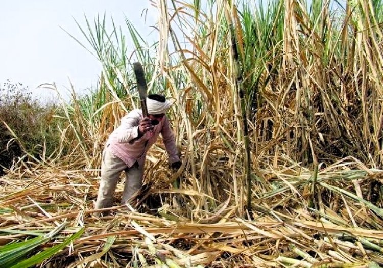 UP sugarcane farmers face uncertainty as crushing season begins without declaring SAP