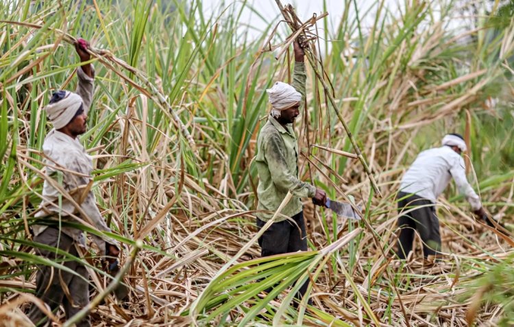 Telangana farmers demand SAP for sugarcane on lines of Punjab and Haryana