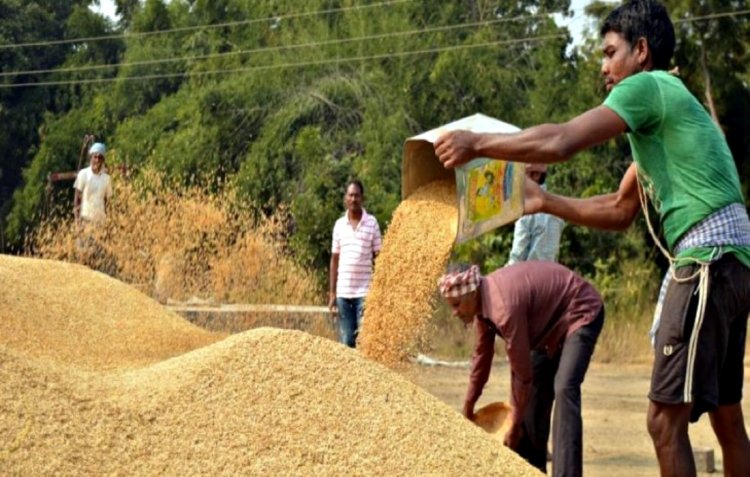 Paddy procurement begins in Odisha at Rs 3,100 per quintal