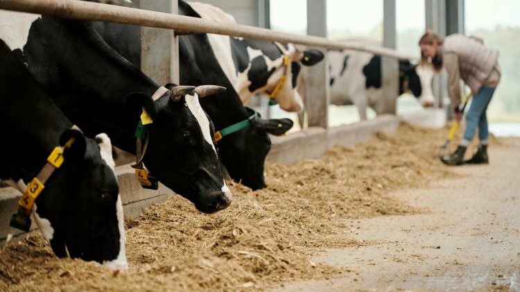 UPL partners with CH4 Global to launch methane-reducing cattle feed supplement