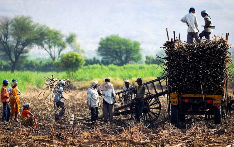 Cooperative sugar mills call cane worker exploitation reports a 'conspiracy'