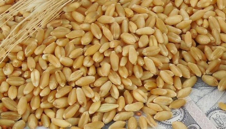 FCI to offload 25 lakh tonnes of wheat in the open market to curb price hikes