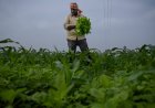 Farmer Income Trails Growth in Agricultural Output